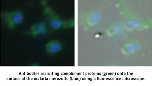 malaria breakthrough fluorescence microscope